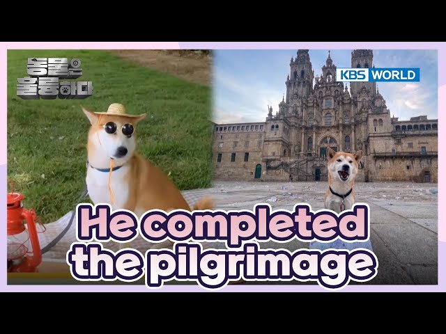 He's a pilgrim dog🐕 [Animals Are Incredible : EP.6-4] | KBS WORLD TV 250205