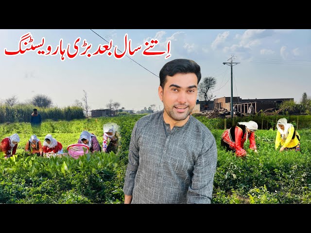 Village Organic vegetable Harvesting | Pakistan village life | Shoaib Maharzada