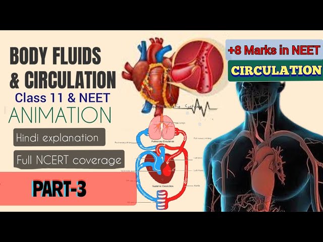 Body fluids & circulation ANIMATION(HINDI) PART-3|HEART-Structure, Circulation|class11 #NEET #heart