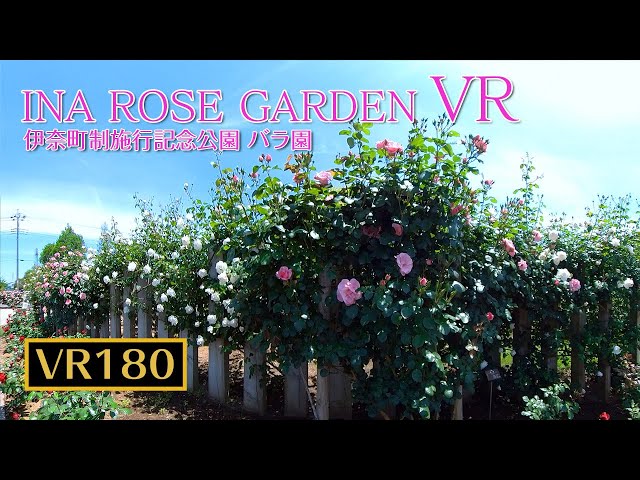 【 VR 】 INA ROSE GARDEN  VR Experience  /  VR体験　バラまつり 伊奈町　バラ園