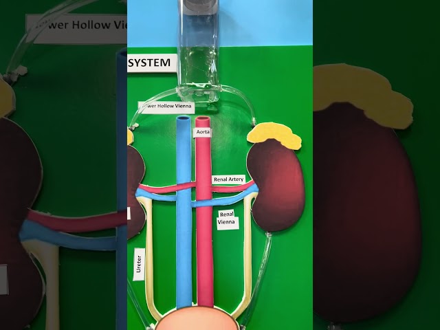 Excretory System 3D Model | نموذج ثلاثي الأبعاد لجهاز الإخراج”