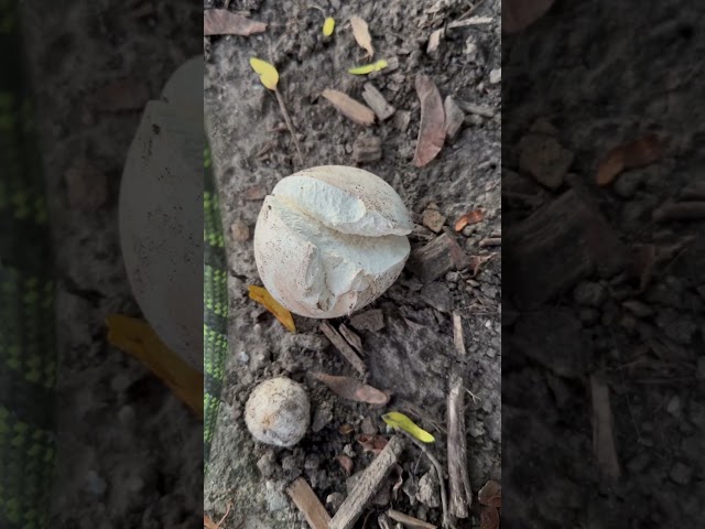 My Dog Discovers a Mushroom That Looks Like a Bun! 🍄🐶