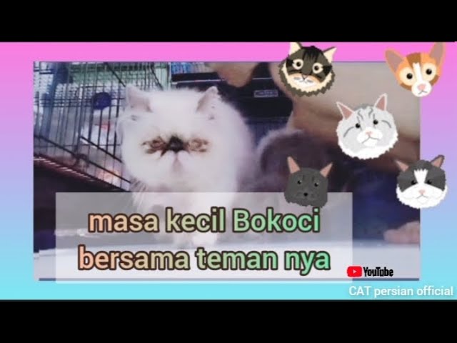 masa kecil Bokoci bersama teman nya #catviello #trending