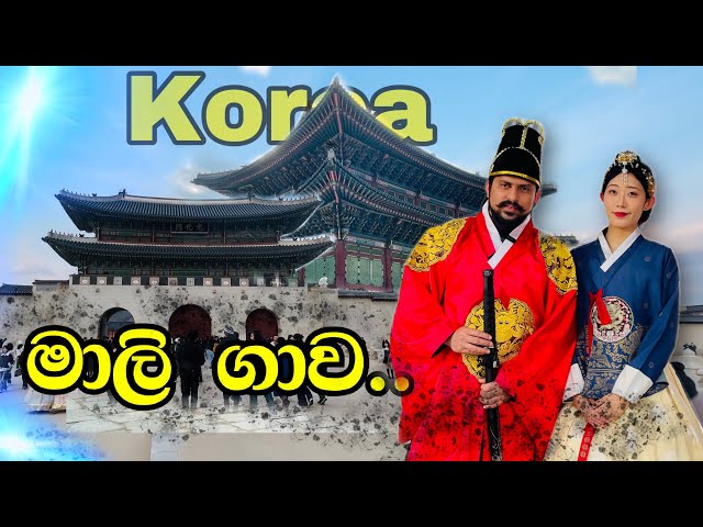 මාලි ගාව, ඔන්න ඒකත් 😍🇰🇷🇱🇰| gyeongbokgung palace south korea #koreansinhala