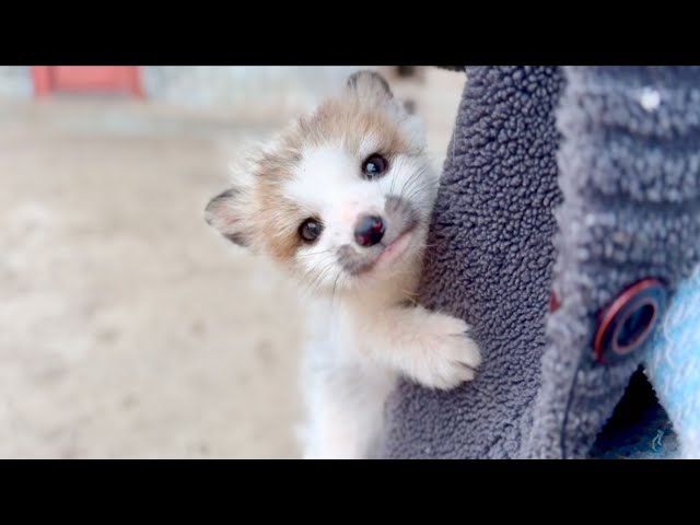 This adorable little fox 🦊 is unbelievably smart! 🦊😘❤❤❤