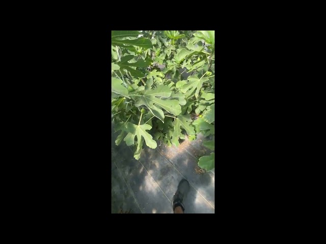 Techniques for Growing and Overwintering Japanese Fig Tree Espalier in the Northeast - Grantee Video