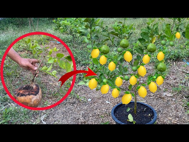 how to propagate lemon with Aloe Vera and onion in coconut-Technique crafting lemon fast growth