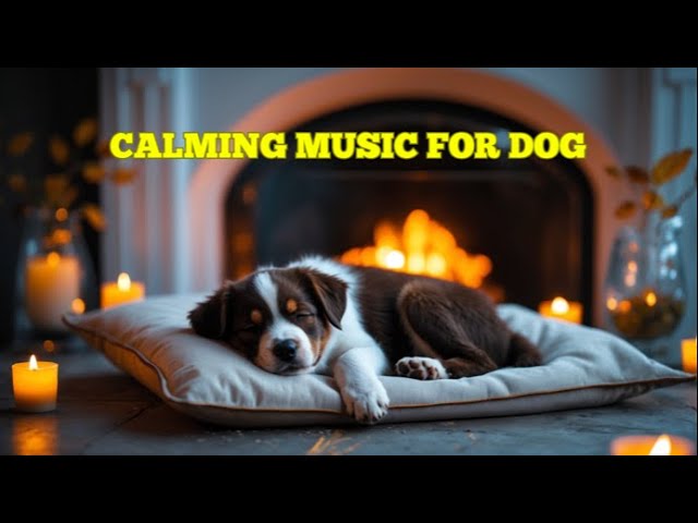 12 HOURS of Dog Calming Music for Dogs🐶🎵Anti Separation Anxiety Relief Music🎵💖Music for Dogs