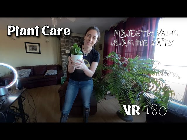 How to Care For My House Plants Majestic Palm, Flaming Katy VR 180 video