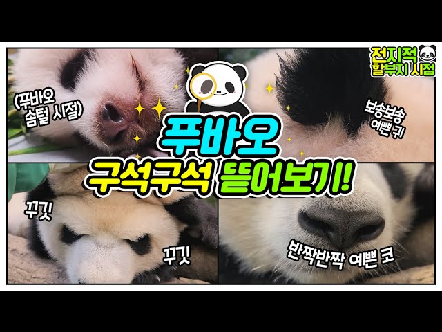 [전지적 할부지 시점] ep.11 월드스타 푸바오 밀착 취재! 눈, 코, 귀, 발까지 초근접샷 공개합니다💗│에버랜드 판다월드(Everland Panda Fubao)