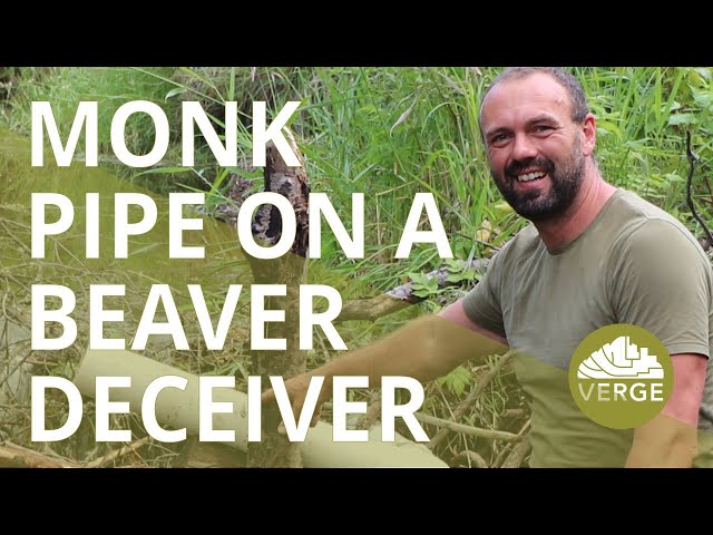 Monk Pipe on a Beaver Deceiver: Better For The Beavers And The Land