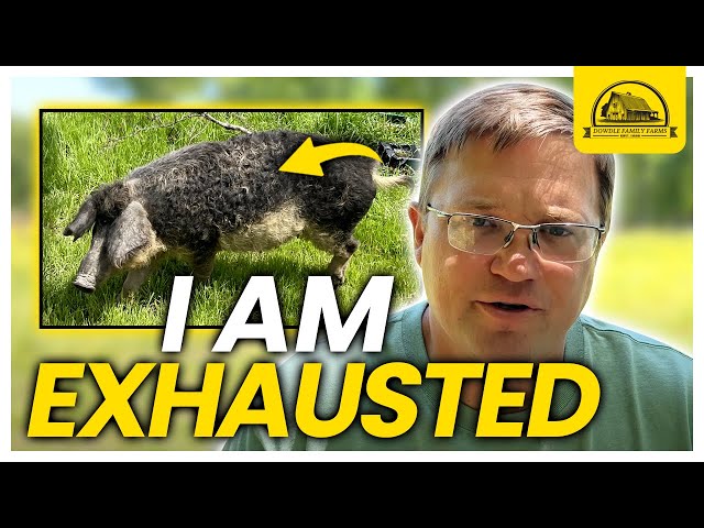 I Am Exhasuted: Watch This Before Raising Mangalitsa Pigs