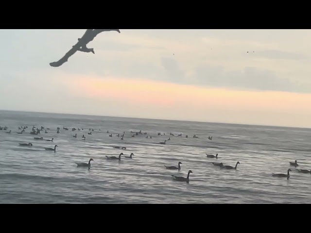 Beautiful Canada Goose Community Gathering 🇨🇦 @PeacefulSentient  (Part 2)