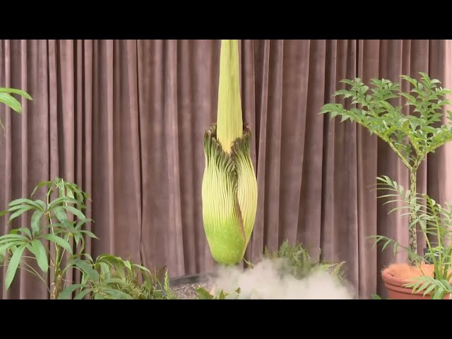 WATCH LIVE: Corpse Flower blooming at the Botanic Gardens of Sydney