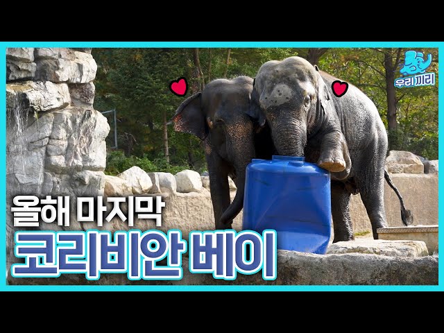 (SUB) Elephants Enjoying Their Last Water Play of the Year! | Everland Lost Valley