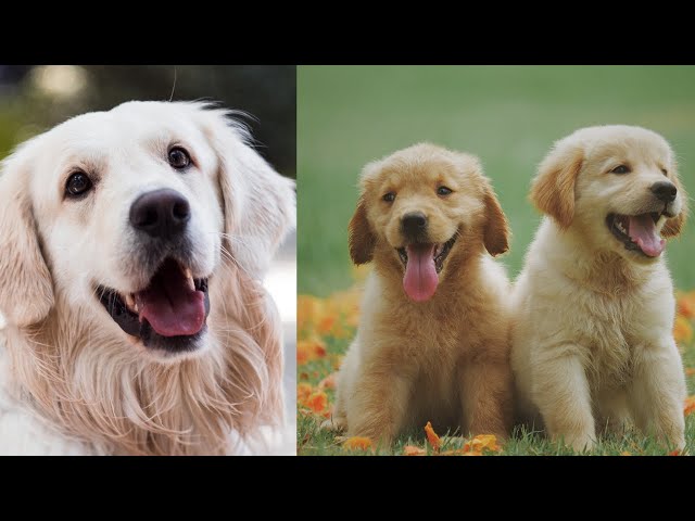 50 Minutes of Baby Dogs - Cute and Funny Dog Videos Compilation | Animals 365