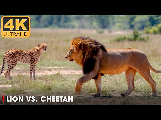 Lion vs. Cheetah: African Predators Fight to the Death (Full Episode) | Animal Documentary