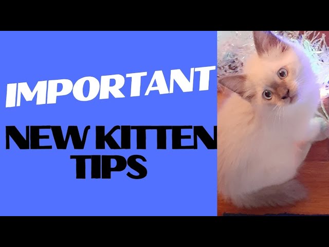 The Ultimate Guide for New Kitten Owners