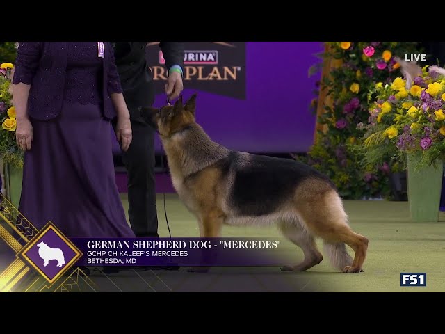 Mercedes the German Shepherd wins the Herding Group | Westminster Kennel Club