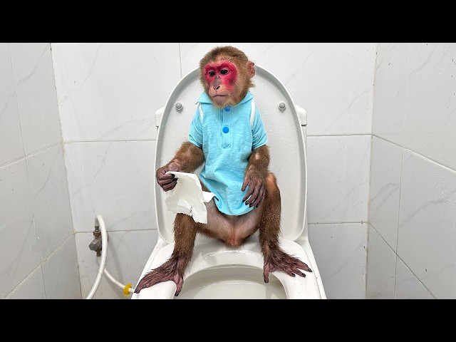 Monkey Kobi had a big problem after going to the toilet