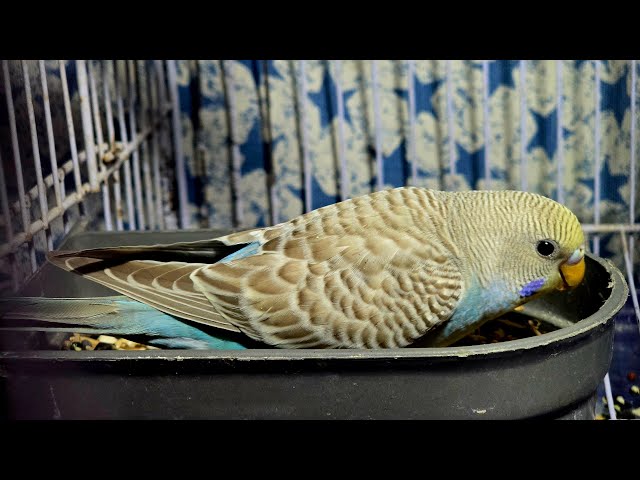 Live budgies | budgie livestream | birds livestream  | budgies | Cats tv | #budgies #birdslive