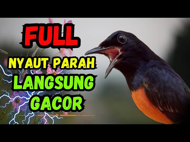 100% SANGAT AMPUH !!  pancingan murai batu gacor agar NYAUT GACOR EMOSI