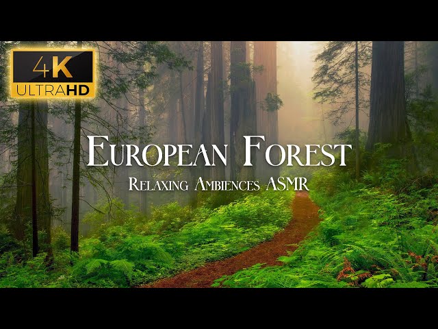 European Forest Soundscape 4K - Relaxing Ambience, White Noise ASMR & Nature Sounds by Scenic Sound