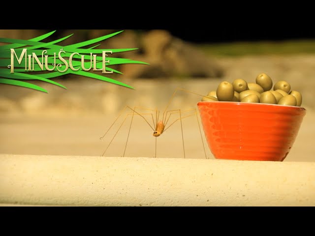 Minuscule - Spider from the dephts / Araignée des abysses (Season 2)