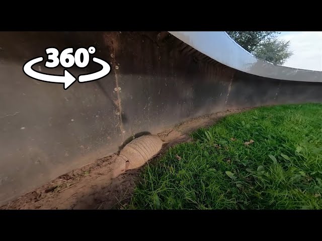 360 VR - Armadillos at Yorkshire Wildlife Park 2020