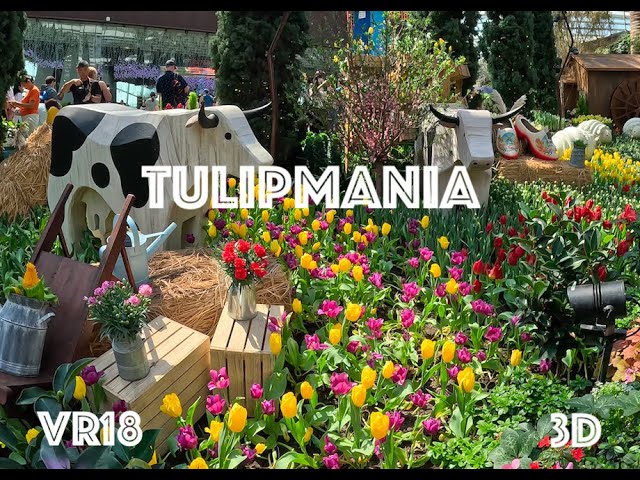 [VR180] Life in Singapore - Tulipmania at Flower Dome