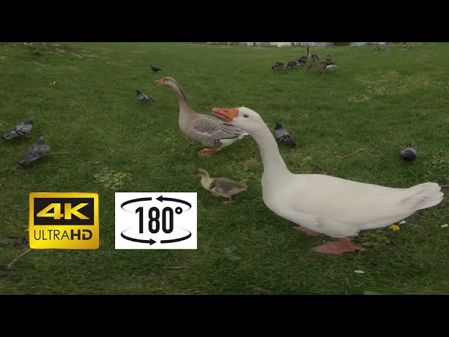 180VR 3D experience: Geese in Hoograven - Ganzen in Hoograven