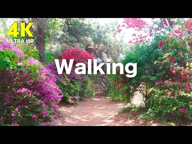 4K Walking in Flower Forest with Nature Sounds, South Korea