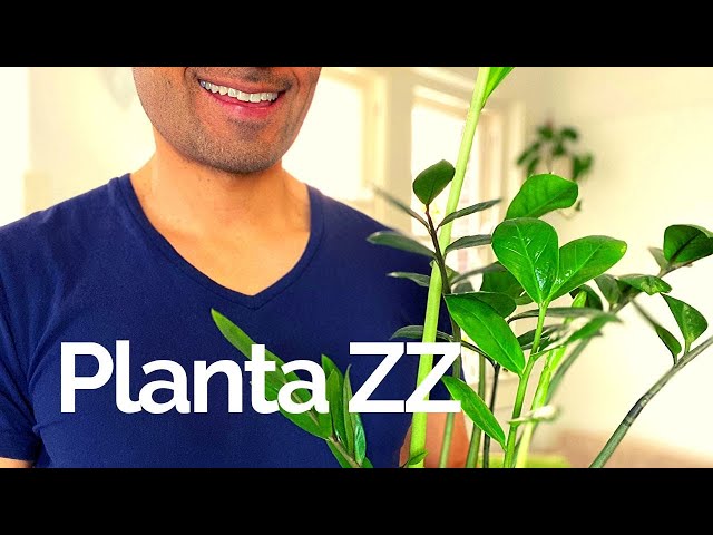 Cuidados Planta ZZ (Zamioculca)  - Plantas De Interior 🌱