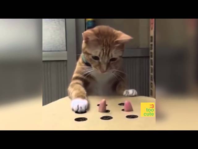 Best Funny Cats and Dogs Videos Compilation 2019 | Try Not To Laugh