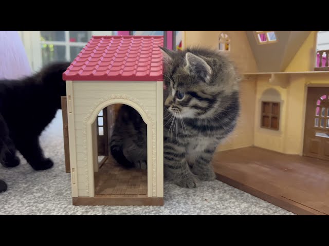 Cute Little Kittens Playing - Cats Ride on Bus