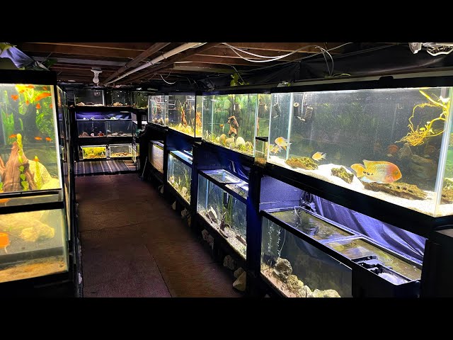 FISH ROOM TOUR | 40 AQUARIUMS IN THIS BASEMENT FISH ROOM!