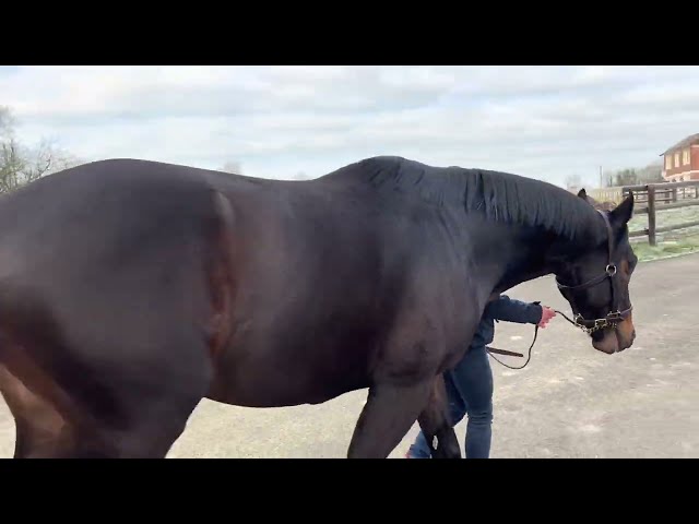 Route des Étalons Twydil 2023 : Makaloun au Haras de la Côte Fleurie avec Guy Petit