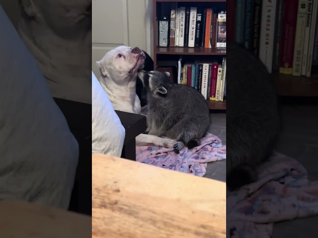 Raccoon is playing dentist with a Pit Bull!