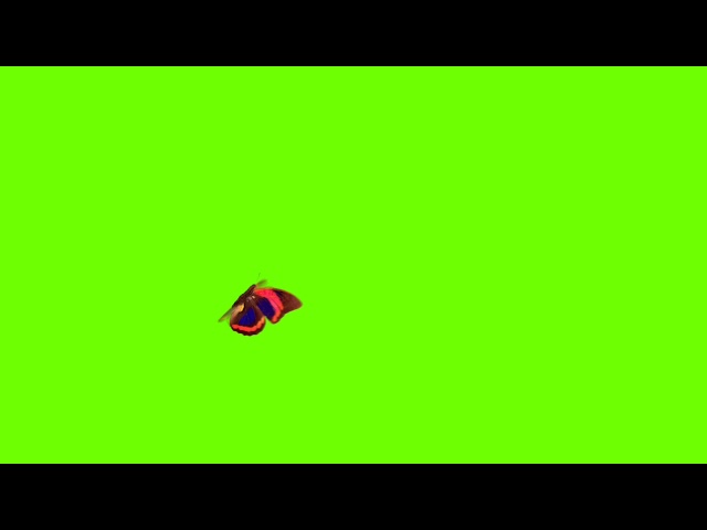 Butterfly green screen | green screen | Clips Mart