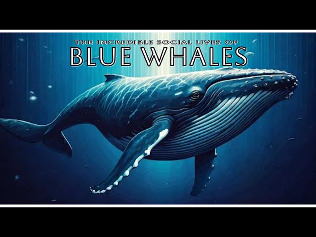 The Incredible Social Lives of Blue Whales  | Wildlife Documentary