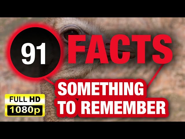 91 Weird Facts That Will Entertain Your Brain!