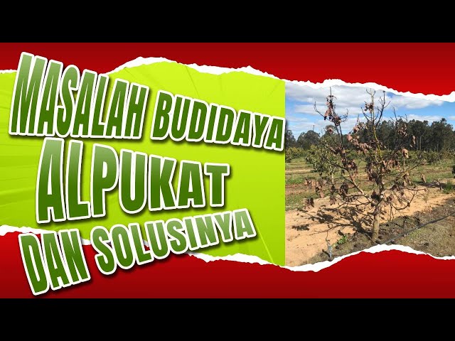 Ketahui Masalah Umum dalam Budidaya Alpukat dan Solusinya