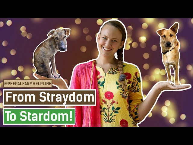 How to adopt a stray dog | Adopt street dog | Adopt Indian street dog | Dog care tips