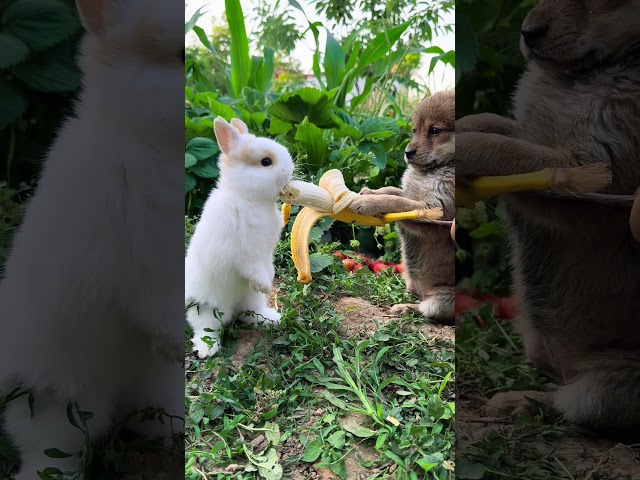 Watch This Adorable Dog Share a Banana with a Rabbit! #animalantics #animalcomedy #funnypets