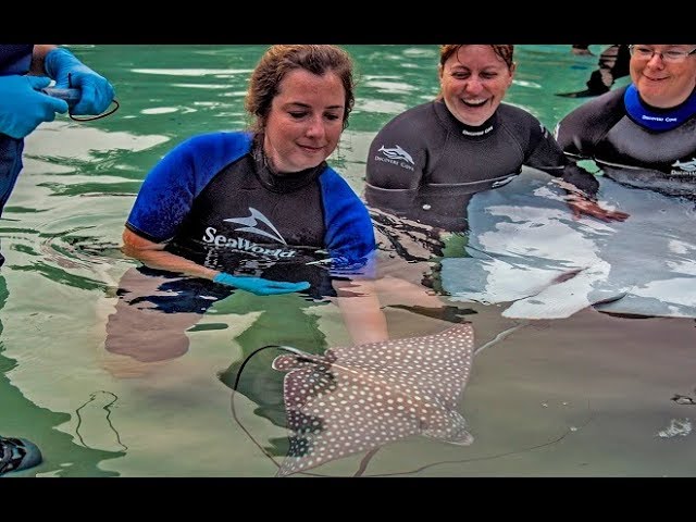 Spotted Eagle Ray Pups Born at Discovery Cove