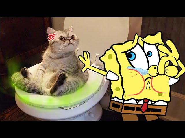 Eww !! Cat Farts is So Annoying Spongebob 😾🐶 Spongebob in Real Life ! Funniest Cats And Dogs Video