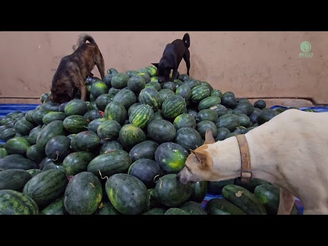 Watermelon Delivery for the Herd! - ElephantNews