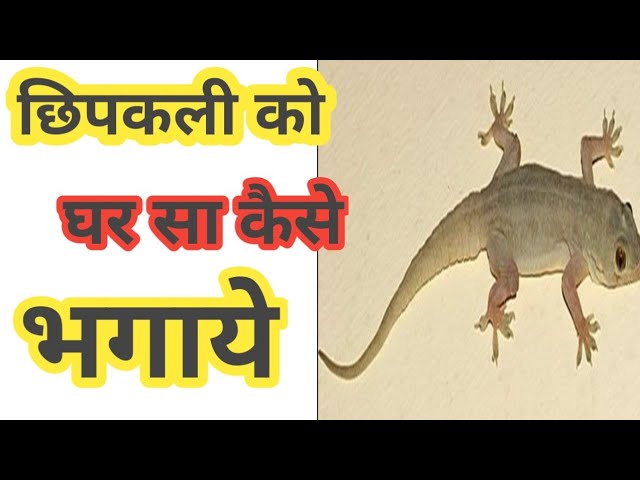 छिपकलियों को घर से कैसा भागिए l #short #ytshort #arvind_arora #facttechz