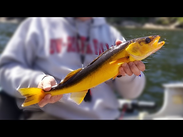 Fishing for a rare GOLD Walleye!