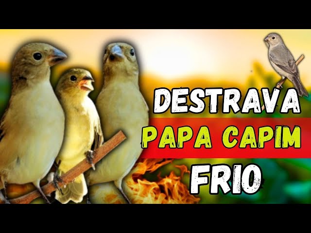 Faça o teste com Esse Piado de Fêmea de Papa capim é Seu Papa capim Vai Ficar Cantando RÁPIDO!!!